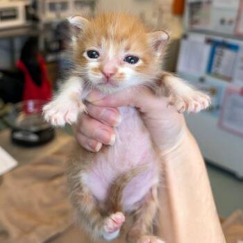 Kerplunk 19 -  Domestic Short Hair Cat for Adoption in Austin, Texas - Kerplunk 19 | PetCurious