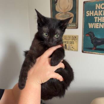 Indigo -  Domestic Medium Hair Cat for Adoption in Livingston, Texas - Indigo | PetCurious