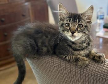 Larkin -  Domestic Medium Hair Cat for Adoption in Chandler, Arizona - Larkin | PetCurious