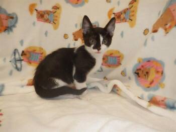 FARTY MCFARTYPANTS -  Domestic Short Hair Cat for Adoption in San Jose, California - FARTY MCFARTYPANTS | PetCurious