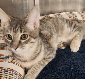 Scout -  Domestic Short Hair Cat for Adoption in San Antonio, Texas - Scout | PetCurious