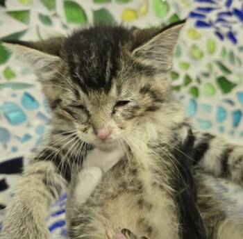 CHOWDER -  Domestic Short Hair Cat for Adoption in Pensacola, Florida - CHOWDER | PetCurious