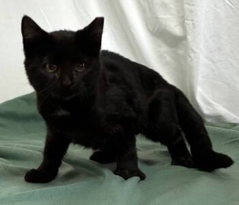 Rescue Domestic Short Hair Cats for Adoption in Williamstown, Kentucky - Secret | PetCurious