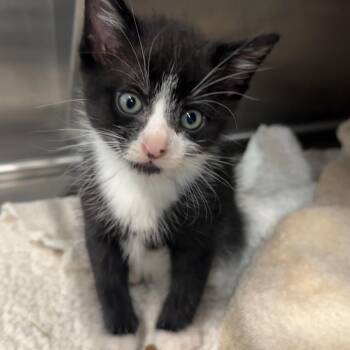 Sea Biscuits -  Domestic Short Hair Cat for Adoption in Manhattan, Kansas - Sea Biscuits | PetCurious