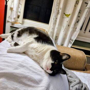 Rescue Domestic Short Hair Cats for Adoption in Evanston, Illinois - Valerie | PetCurious