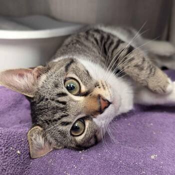 Domestic Short Hair Cats Available for Adoption - Buddy | PetCurious