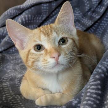 Domestic Short Hair Cats Available for Adoption in Pontiac, Michigan - Sheldon | PetCurious