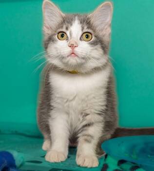 SHRIMP -  Domestic Medium Hair and Domestic Short Hair Cat for Adoption in Cookeville, Tennessee - SHRIMP | PetCurious