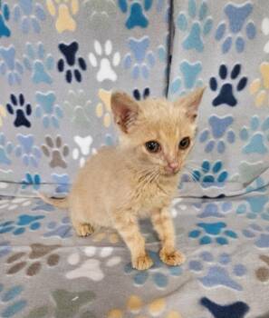 Stella -  Domestic Short Hair Cat for Adoption in Wabash, Indiana - Stella | PetCurious