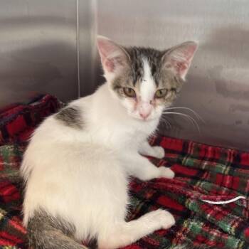 Nemo -  Domestic Short Hair Cat for Adoption in Madisonville, Tennessee - Nemo | PetCurious