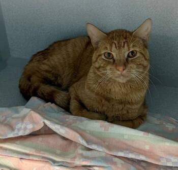 Domestic Short Hair Cats Available for Adoption in Bloomington, Illinois - CRUSH | PetCurious