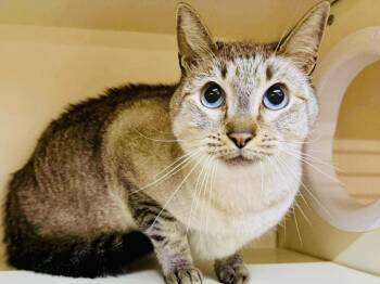 Rescue Siamese and Domestic Short Hair Cats for Adoption in Sebastian, Florida - Jasper / Mavis | PetCurious