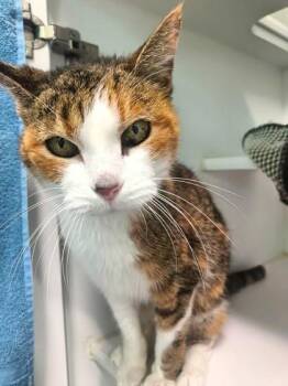 Nessie -  Domestic Short Hair Cat for Adoption in Traverse City, Michigan - Nessie | PetCurious