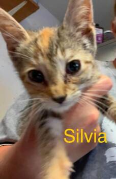 Silvia -  Domestic Short Hair Cat for Adoption in Princeton, Indiana - Silvia | PetCurious