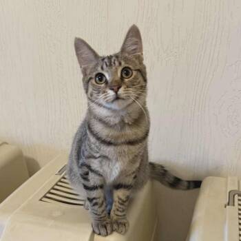 Rescue Domestic Short Hair Cats for Adoption in Vine Grove, Kentucky - Anja | PetCurious