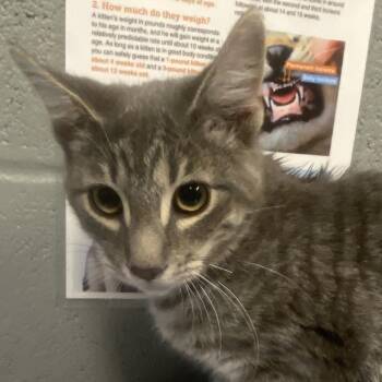 Frankenstein -  Domestic Short Hair Cat for Adoption in Allentown, Pennsylvania - Frankenstein | PetCurious