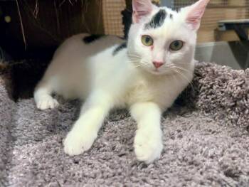 Gibbs (coming soon!) -  Domestic Short Hair Cat Available for Adoption in Kalamazoo, Michigan - Gibbs (coming Soon!) | PetCurious