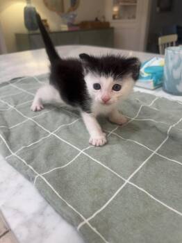 Monkey -  Domestic Short Hair Cat for Adoption in Emerald Isle, North Carolina - Monkey | PetCurious