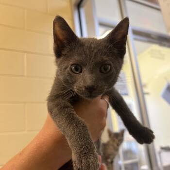 Slate -  Domestic Short Hair Cat for Adoption - Slate | PetCurious