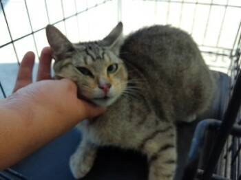 Rescue Domestic Short Hair Cats for Adoption in Fort Worth, Texas - 59352509 | PetCurious