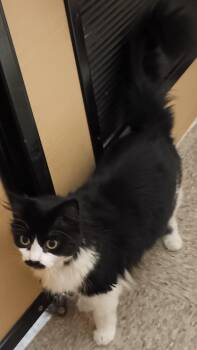 Domestic Medium Hair Cats Available for Adoption in Herndon, Virginia - Jess (aka Lottie) | PetCurious