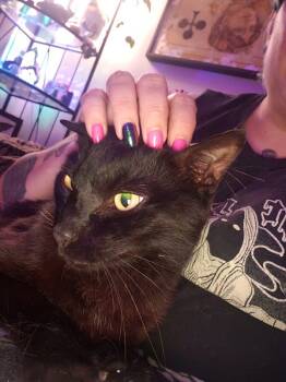 Rescue Domestic Short Hair Cats for Adoption in Portsmouth, Virginia - The P-Town Panther | PetCurious