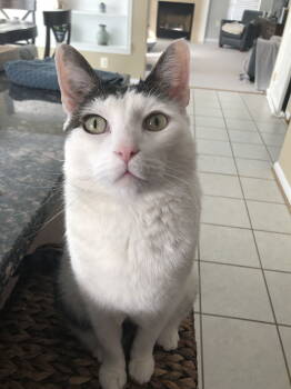 Rescue Domestic Short Hair Cats for Adoption in Herndon, Virginia - Buddy FEE WAIVED DIABETIC | PetCurious