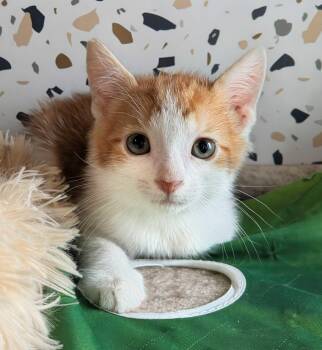 Skeeter -  Domestic Short Hair Cat for Adoption in Seven Valleys, Pennsylvania - Skeeter | PetCurious