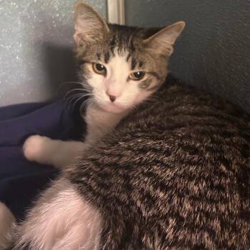 Foe -  Domestic Short Hair Cat for Adoption in Uniontown, Pennsylvania - Foe | PetCurious