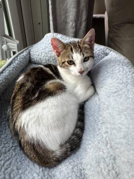 Kaddu - teen kitten -  Tabby Cat for Adoption in Los Altos, California - Kaddu - Teen Kitten | PetCurious