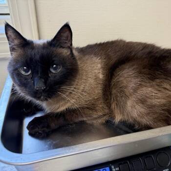 Siamese Cats Available for Adoption - Simon | PetCurious