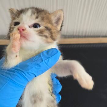 Charlie -  Domestic Short Hair Cat for Adoption in East Hanover, New Jersey - Charlie | PetCurious