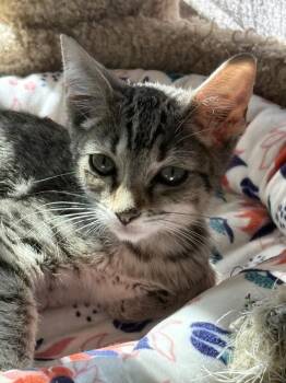 Wonton -  Domestic Short Hair Cat for Adoption in Aurora, Colorado - Wonton | PetCurious