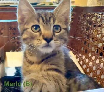 Domestic Short Hair Cats Available for Adoption in West Peoria, Illinois - Marlo B. (no Collar) | PetCurious