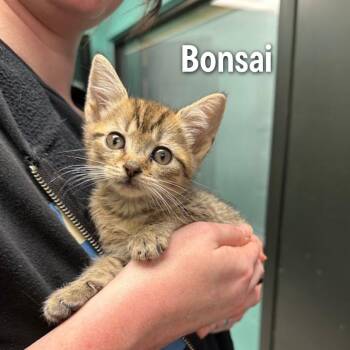 Bonsai -  American Shorthair Cat for Adoption in Oak Ridge, Tennessee - Bonsai | PetCurious