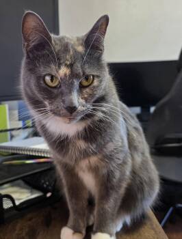 Domestic Short Hair Cats Available for Adoption - Atarah | PetCurious