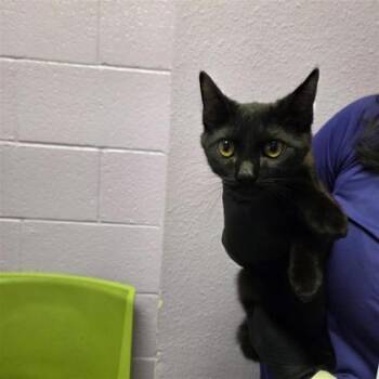 Domestic Short Hair Cats Available for Adoption in El Paso, Texas - Zade Meadows | PetCurious