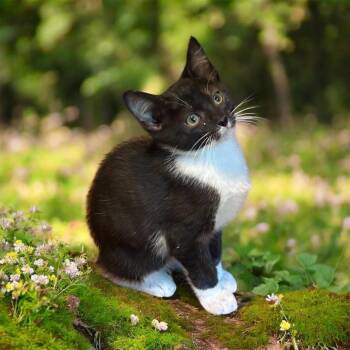 Domestic Short Hair Cats Available for Adoption in Inman, South Carolina - Rockwell | PetCurious