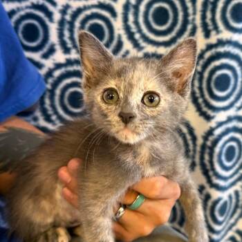 Lilac -  Domestic Short Hair Cat for Adoption in Goleta, California - Lilac | PetCurious