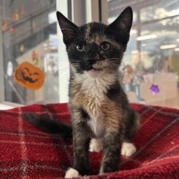Charlie the Unicorn -  Domestic Short Hair Cat for Adoption in Phoenix, Arizona - Charlie The Unicorn | PetCurious