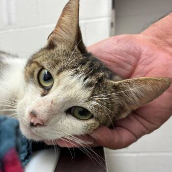Beans -  Domestic Short Hair Cat Available for Adoption in Corpus Christi, Texas - Beans | PetCurious