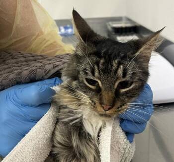 Domestic Medium Hair Cats Available for Adoption - Peaches | PetCurious