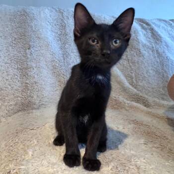 Sable -  Domestic Short Hair Cat for Adoption in Hemet, California - Sable | PetCurious