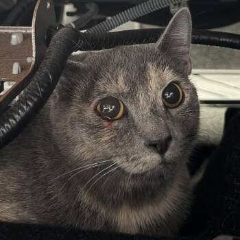 Dalilah -  Domestic Short Hair Cat for Adoption in Greensboro, North Carolina - Dalilah | PetCurious