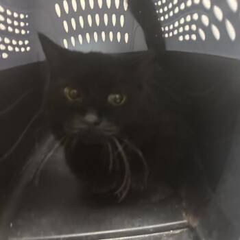 Charcoal -  Domestic Short Hair Cat for Adoption in Yuma, Arizona - Charcoal | PetCurious