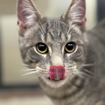 Rescue Domestic Short Hair Cats for Adoption in Cheyenne, Wyoming - Astro | PetCurious