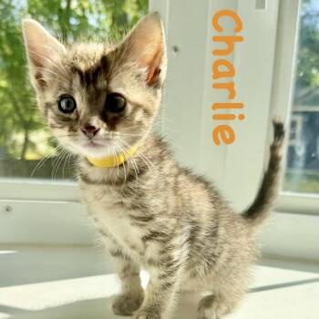 Domestic Short Hair Cats Available for Adoption in Reston, Virginia - Charlie | PetCurious
