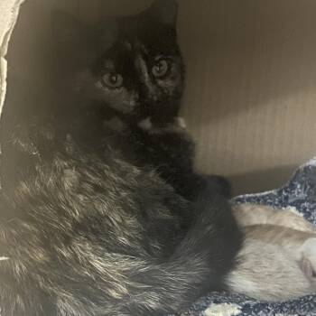 Sheila -  Domestic Short Hair Cat for Adoption in Idaho Falls, Idaho - Sheila | PetCurious