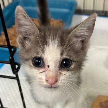 Toby -  Domestic Short Hair Cat for Adoption in Bronson, Florida - Toby | PetCurious
