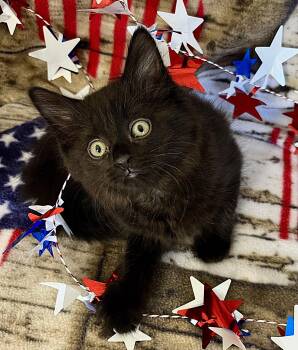 Freedom/Glory/America -  Domestic Long Hair Cat for Adoption in Rocky Hill, Connecticut - Freedom/Glory/America | PetCurious